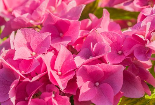 Close-up of pink colored hydrangea flowers