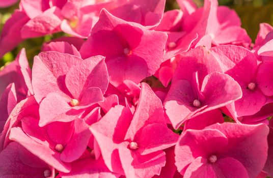 Macro of beautiful pink hydrangea flowers with sunlight