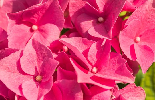 Macro of beautiful pink hydrangea blossoms