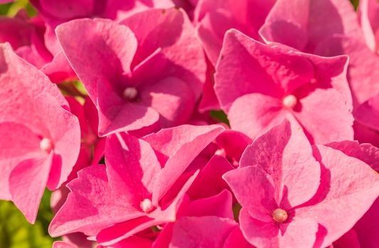 Close-up of pink hydrangea flowers