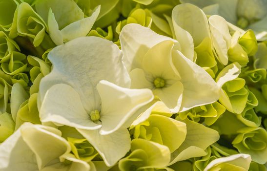 Beautiful white hydrangea blossoms, closeup 