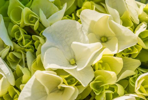 Close-up of white hydrangea blossoms and buds