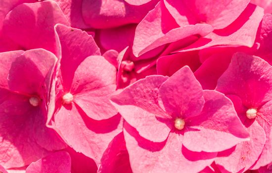 Macro of pink hydrangea blossoms covered with sunlight