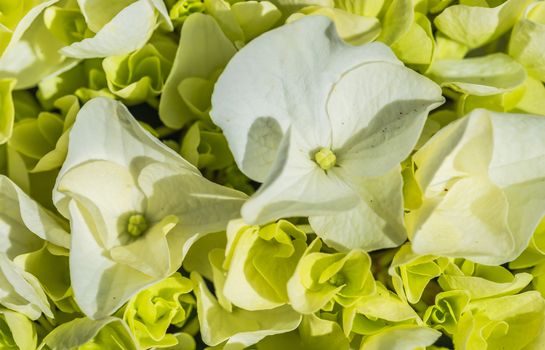 Close-up of hydrangea flowers with white blossoms and buds