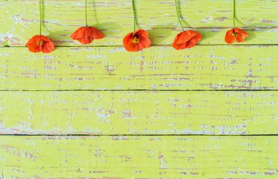 Orange poppy flowers border on green wood background with copy space