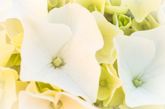 Romantic flowers background of white hydrangea plant