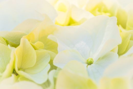 Flowers background with white hydrangea blossoms, closeup