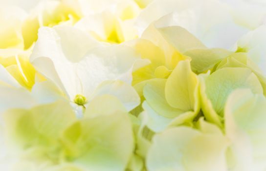 White hydrangea blossoms covered with sunlight, closeup