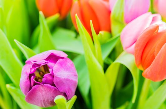 Close-up of purple, red, and pink tulip blossoms
