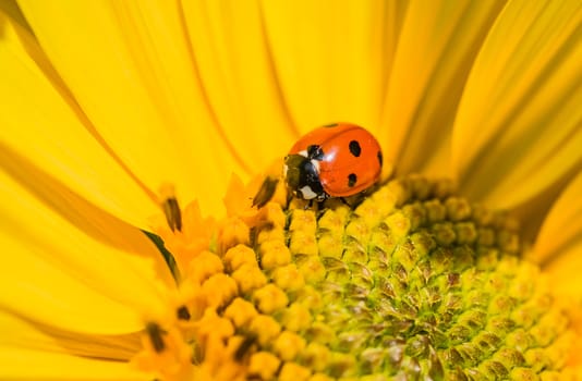 Close-up of yellow sunflower with ladybird beetle