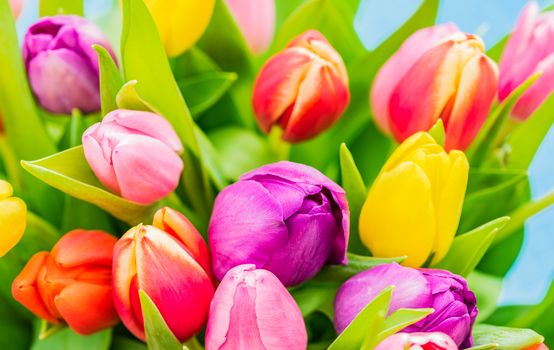 Multi-colored fresh tulips spring flowers, close-up