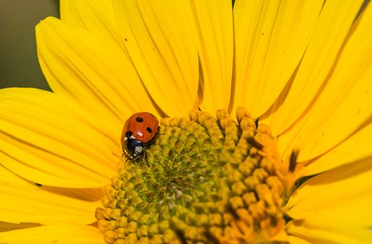 Closeup of yellow garden flower with ladybird beetle