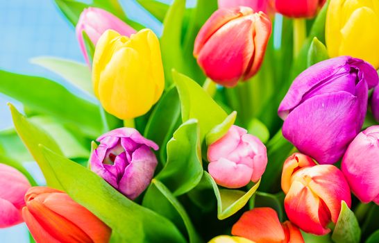 Colorful bunch of tulips spring flowers, close-up