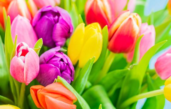 Colorful fresh bunch of tulips spring flowers, close-up
