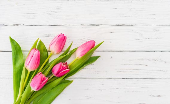 Pink tulip flowers on white background with copy space