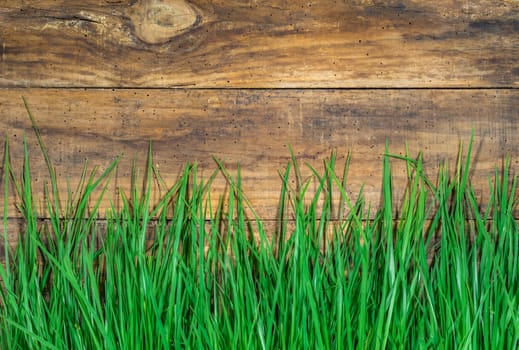 Fresh green blades of grass on brown wood background with copy space