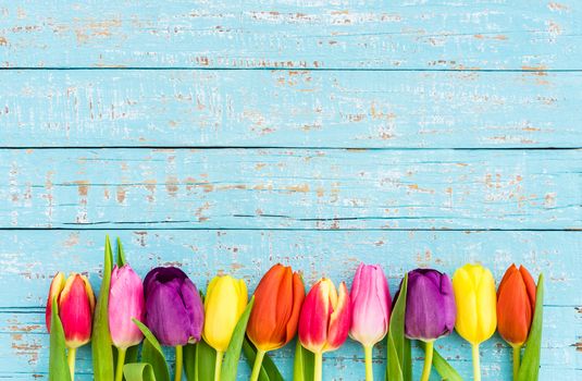 Multicolored spring flowers on blue wood background with copy space
