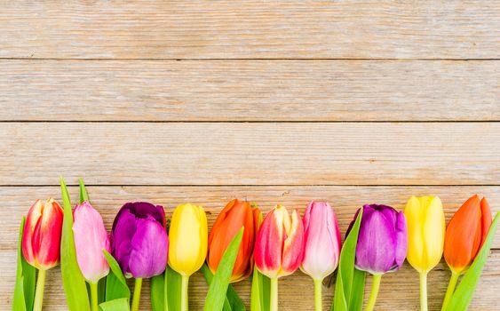 Fresh multicolored tulips border on wooden background with copy space