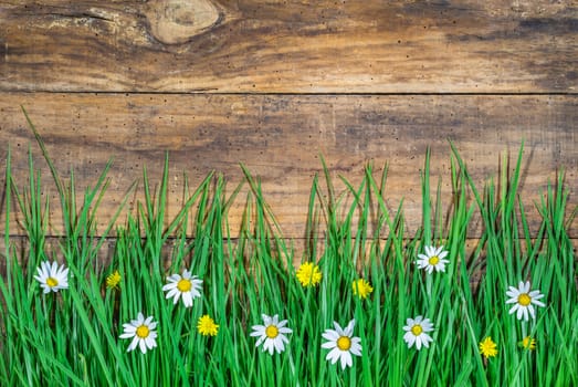 Lush green meadow with daisy, yellow blooming flowers and wooden planks with copy space