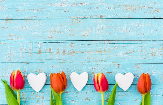 Red tulips flowers with white hearts border on blue wooden background with copy space