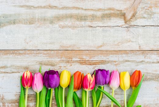 Colorful tulips border on old wood background with copy space