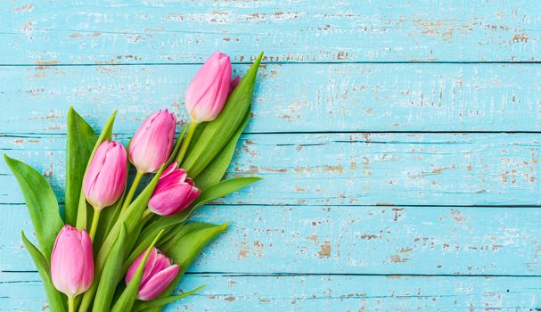 Pink tulip spring flowers on blue wooden background with copy space