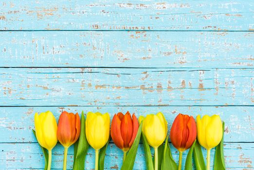 Beautiful tulips spring flowers on turquoise wood with space for text