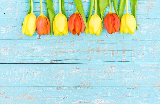 Fresh tulip spring flowers on turquoise wood with copy space