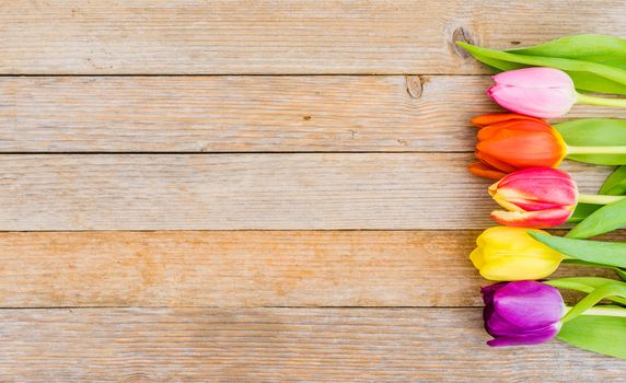 Colorful fresh tulip spring flowers on wood background with copy space