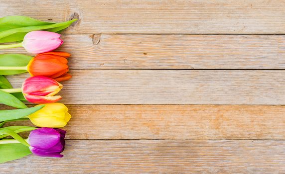Multi-colored tulip spring flowers on wooden table background