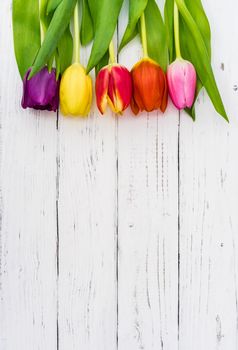 Colorful tulip spring flowers on white wooden background with copy space