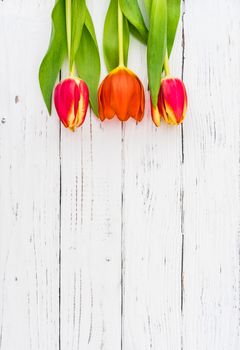 Tulips spring flowers on white wooden background with copy space