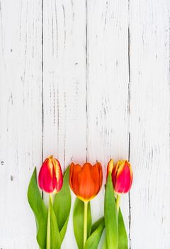 Red tulips spring flowers on white wood with copy space