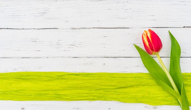 Beautiful red tulip flower on white background with green ribbon frame