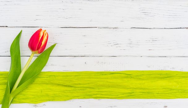 Single tulip on white wood, spring flower background with copy space