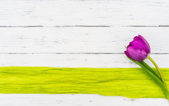 Single purple tulip spring flower on white wooden background with copy space