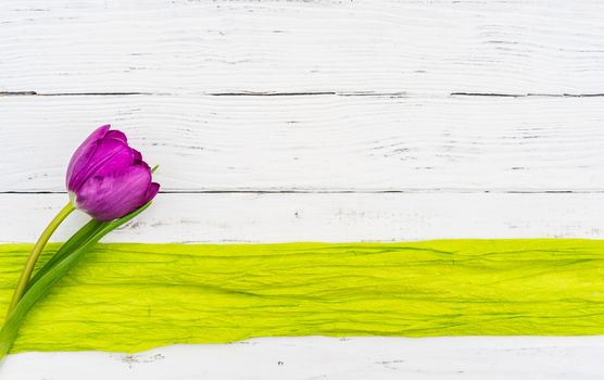 One purple tulip with light green ribbon frame on white wooden background and copy space
