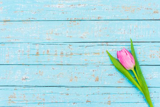 Single pink tulip spring flower on blue wooden background with copy space