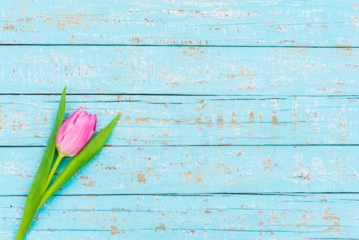 One pink tulip spring flower on turquoise wooden background with copy space