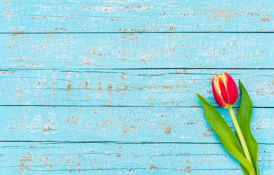 One red tulip flower on turquoise wooden background with copy space