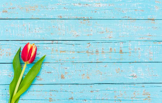 Single red tulip spring flower on turquoise background with copy space