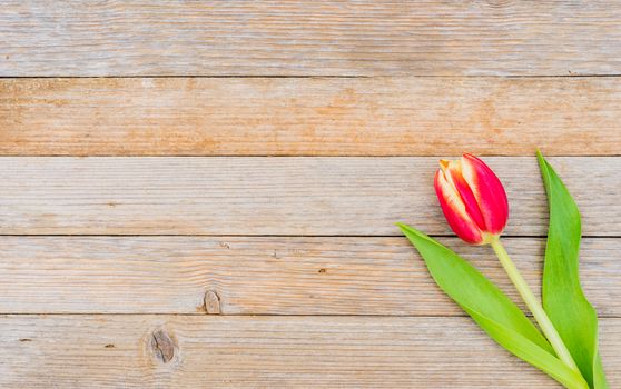 One red tulip spring flower on wood background with copy space