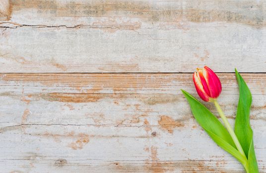 One red tulip spring flower on wooden background with copy space