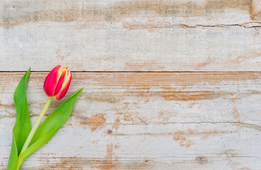 Single red tulip spring flower on old wooden background with copy space