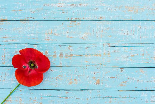 Romantic red poppy flower on blue wood with copy space