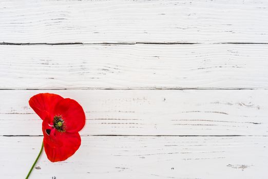Red poppy blossom on white wooden background for Rememberance Day with copy space