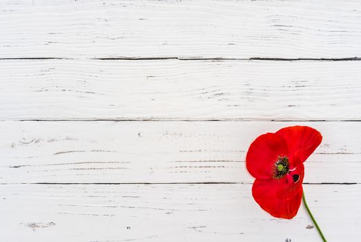 One red poppy flower on white wooden table with copy space