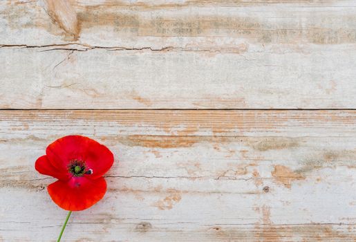 Blossom of red poppy on rustic wood background with copy space