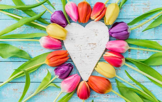 Colorful tulip flowers heart shape on blue background