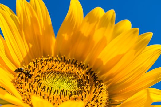 Sunflower with insect and sunny blue sky background